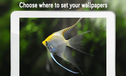 Fish Wallpaper (4k) screenshot 8