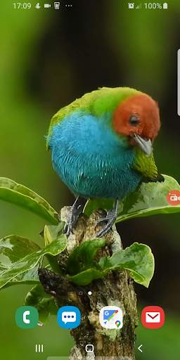 Beautiful Bird Live Wallpaper screenshot 1
