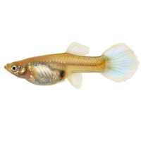 cria guppy icon