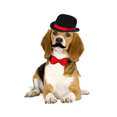 Dog Photo Editor icon
