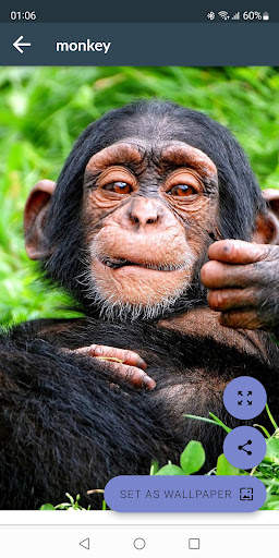 Monkey Wallpapers screenshot 2