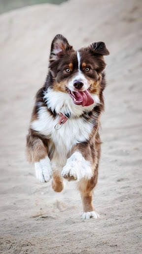 Cute Animal APUS Live Wallpaper screenshot 6