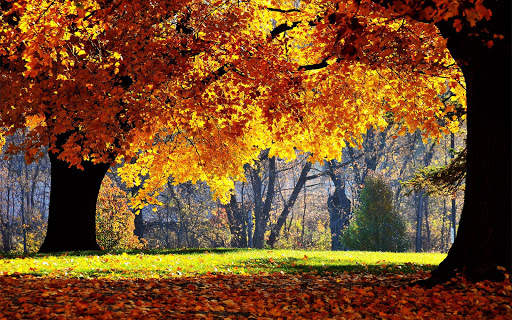 Autumn Wallpapers | hd backgrounds screenshot 14