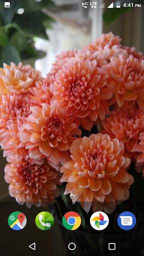 Dahlia Flower HD Wallpaper screenshot 3