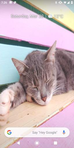 Sleeping Kitty 3D Wallpaper screenshot 5