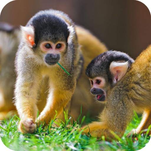 Monkey HD Wallpaper 1.12