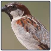 ikon Sparrow