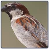 Sparrow 1.0