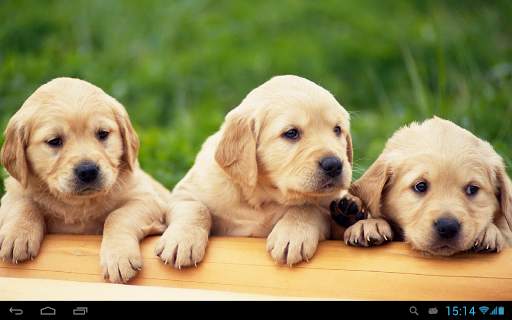 Puppies dogs live wallpaper screenshot 5