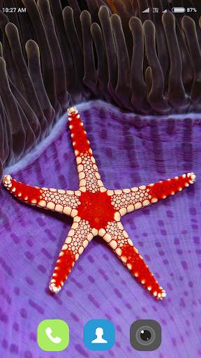 Starfish Wallpaper 4K screenshot 7