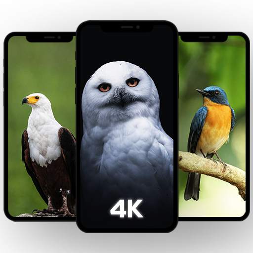 🦅 Birds Wallpaper HD 1.1