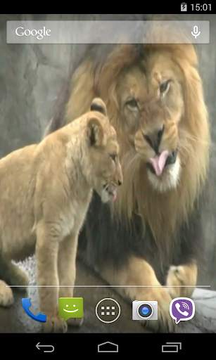 Lion Video Live Wallpaper screenshot 3