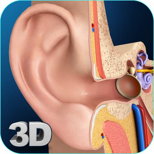 My Ear Anatomy 1.7