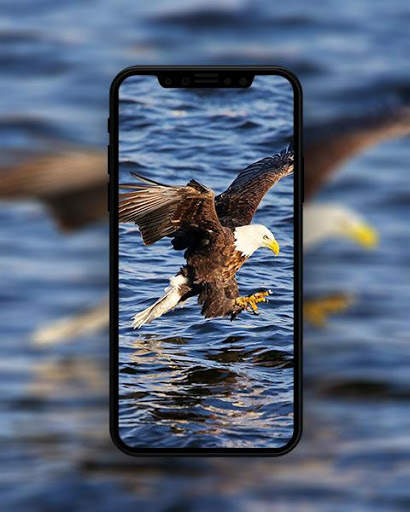 Bird Wallpapers HD स्क्रीनशॉट 6
