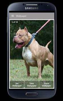 Pitbull Wallpaper screenshot 4
