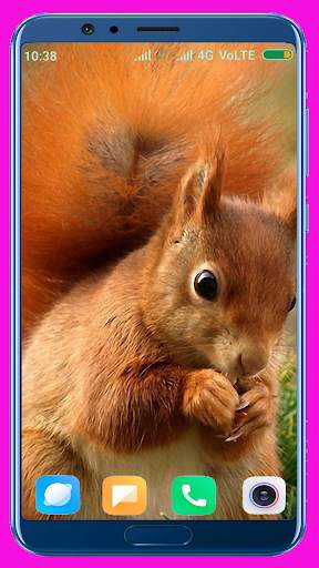 Squirrel Wallpaper screenshot 9