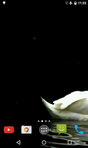 Swan Video Live Wallpaper screenshot 5
