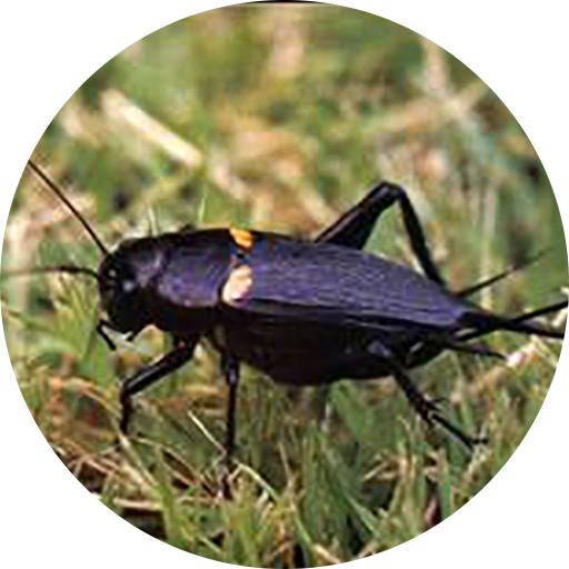 Sonidos Cricket icon