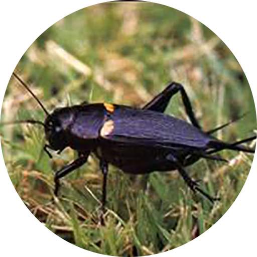 Cricket Sounds 2.1