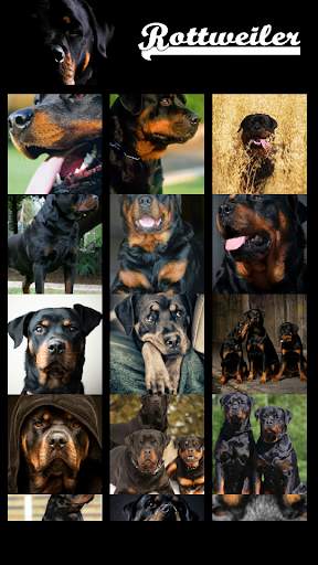 Rottweiler Wallpaper screenshot 2