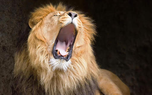 Lion Wallpapers | hd backgrounds screenshot 12
