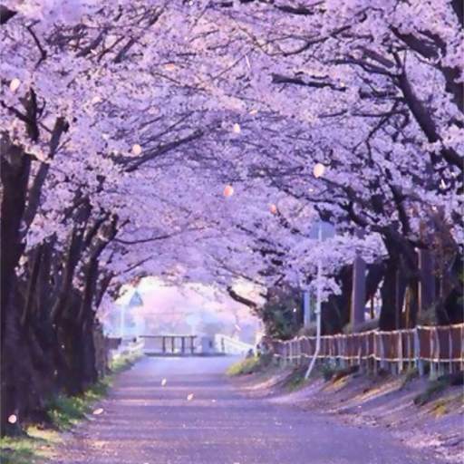 Cherry Blossom Live Wallpaper 1.1.0