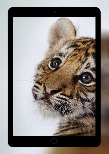 Tiger Wallpaper HD screenshot 9
