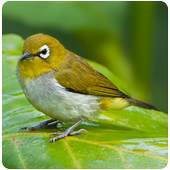 Pleci Birdsong ( All Varian ) 1.5