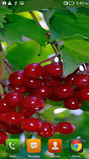 Guelder Rose HD Live Wallpaper screenshot 1