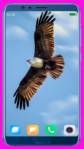 Eagle Wallpaper Best 4K screenshot 3