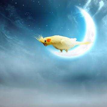 Bird Water Touch Lwp screenshot 2