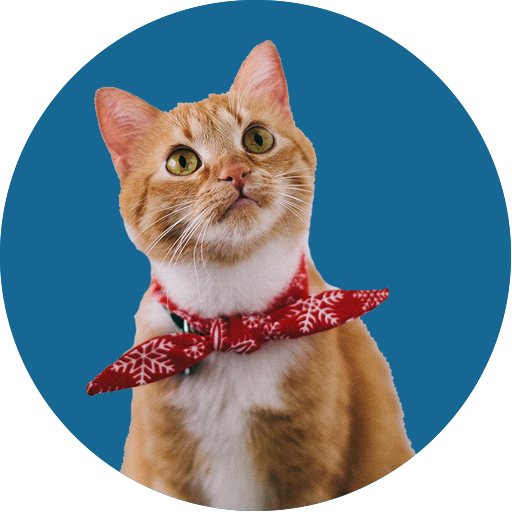 Foorti Talking Tom أيقونة