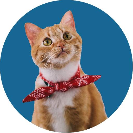 Foorti Talking Tom 1.1