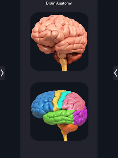 My Brain Anatomy screenshot 6