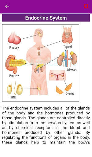 Human Anatomy screenshot 4