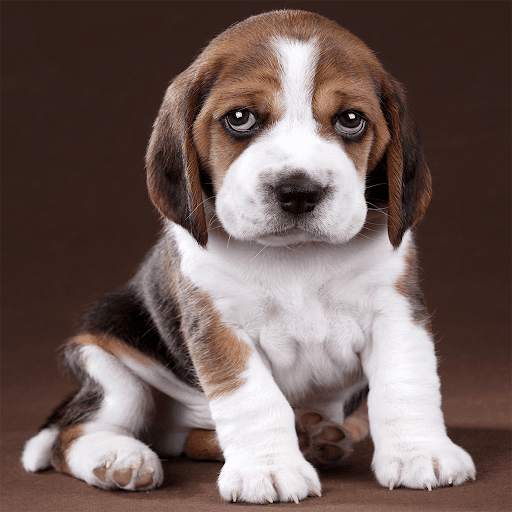 Cute Puppy Jigsaw Puzzles screenshot 5