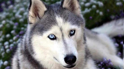 Husky Live Wallpaper screenshot 6