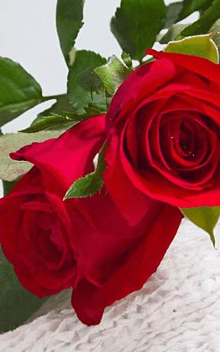 Red Rose Live Wallpaper screenshot 2