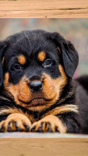 Rottweiler Wallpaper: Dog Wallpapers screenshot 1