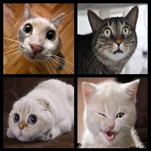 Funny Cat Photos screenshot 11