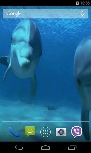 Dolphins Video Live Wallpaper screenshot 3