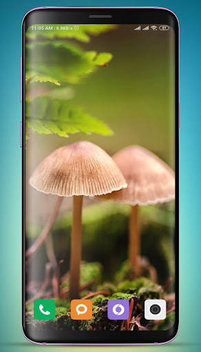 Mushroom Wallpaper HD screenshot 2