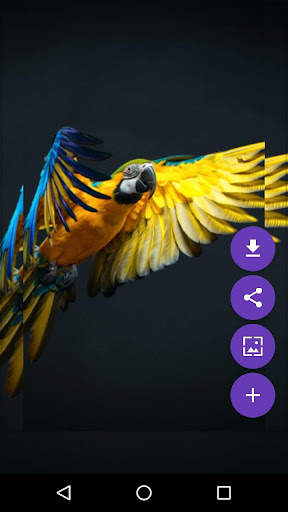 Flying Birds Live Wallpaper screenshot 2
