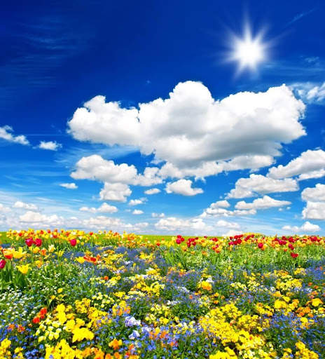 Beautiful Garden Wallpaper screenshot 8