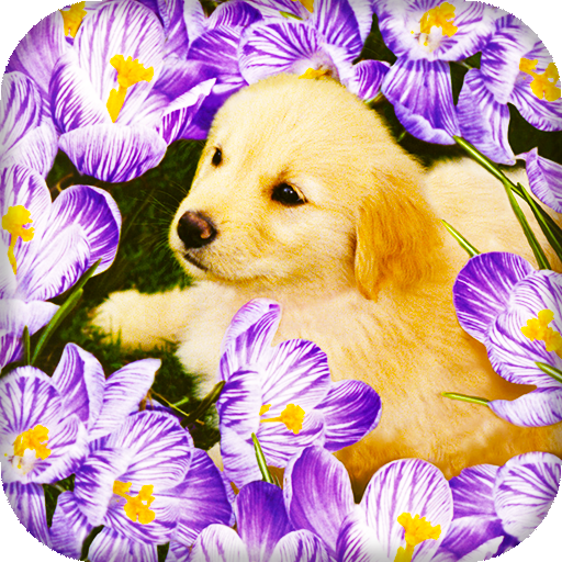 Puppy Live Wallpaper : 7fon &amp; LWP icon