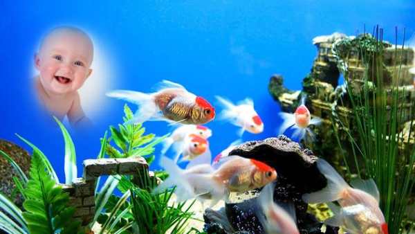 Fish Aquarium Photo Frame screenshot 5