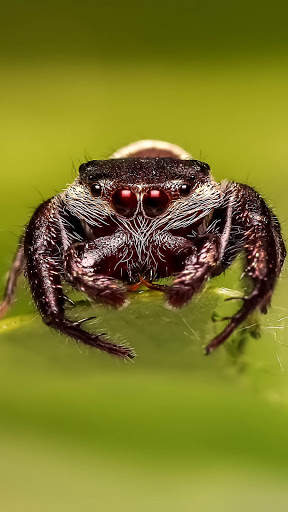 Spider Wallpapers screenshot 15