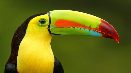Beautiful Birds स्क्रीनशॉट 3