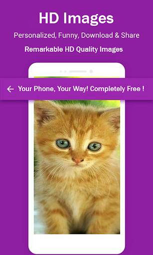 Cute Cat HD Wallpapers screenshot 4