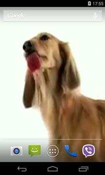 Dog Licks Screen Video LWP screenshot 3